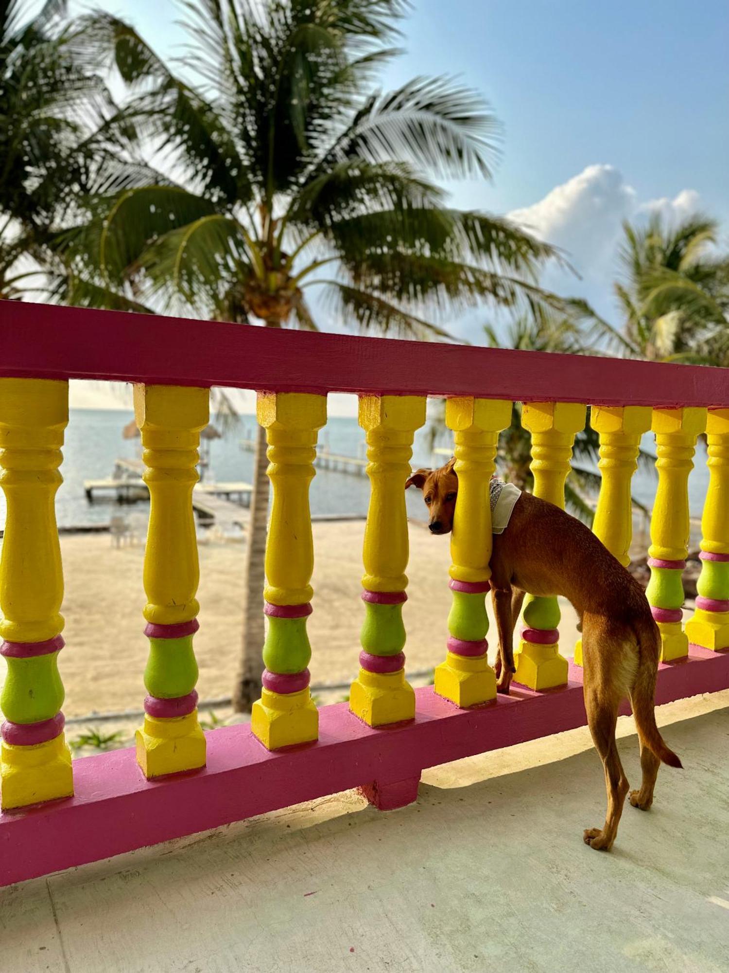 Barefoot Beach Belize Кайе Колкер Екстериор снимка